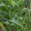 Mibuna (Brassica rapa var. nipposinica) semillas
