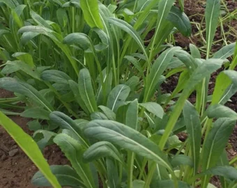 Mibuna (Brassica rapa var. nipposinica) semillas