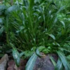 Mibuna (Brassica rapa var. nipposinica) semillas