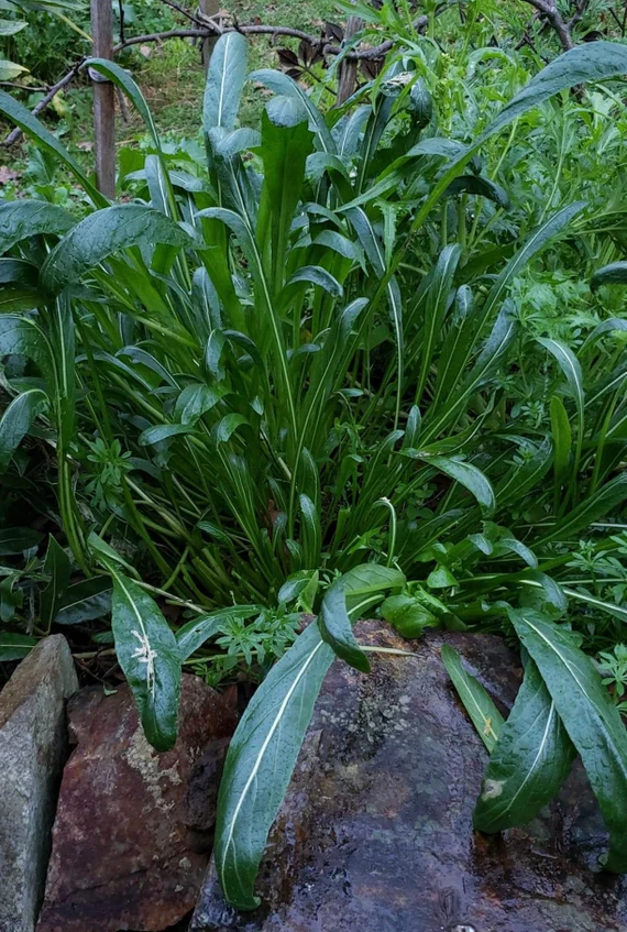 Mibuna (Brassica rapa var. nipposinica) semillas