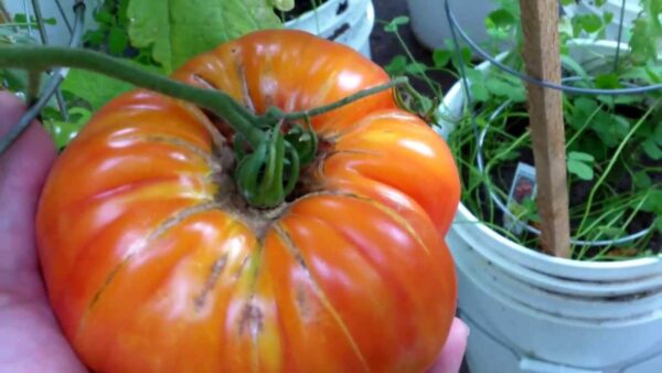 pobr Pomodoro Big Rainbow semi
