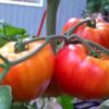 pobr1 Pomodoro Big Rainbow semi