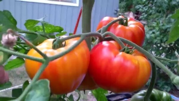 pobr1 Pomodoro Big Rainbow semi