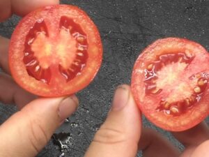 Pomodoro Siberiano semi
