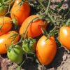toro Pomodoro Roma Arancio semi