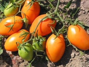 Pomodoro Roma Arancio semi