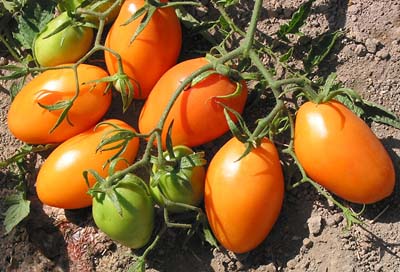 toro Pomodoro Roma Arancio semi