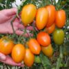 toro1 Pomodoro Roma Arancio semi