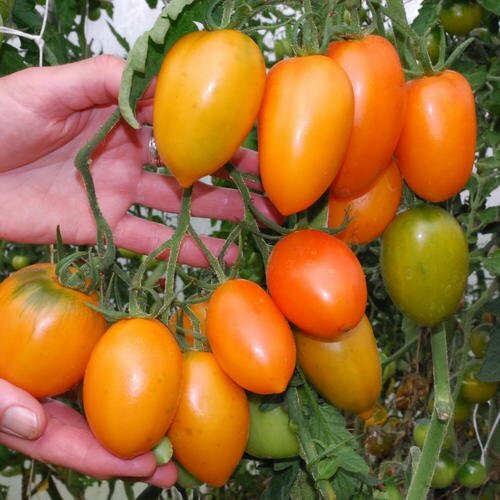 toro1 Pomodoro Roma Arancio semi