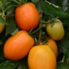 toro2 Pomodoro Roma Arancio semi