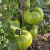 Tomate Aunt Ruby German Green semillas