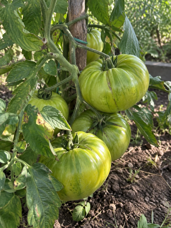 Tomate Aunt Ruby German Green semillas