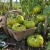 Tomate Aunt Ruby German Green semillas