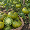 IMG_9705 Tomate Evergreen semillas