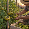 Tomate Cherokee Green semillas