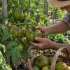Tomate Cherokee Green semillas