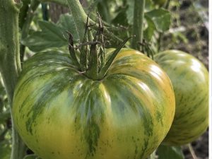 Tomate Malakhitovaya Shkatulka semillas